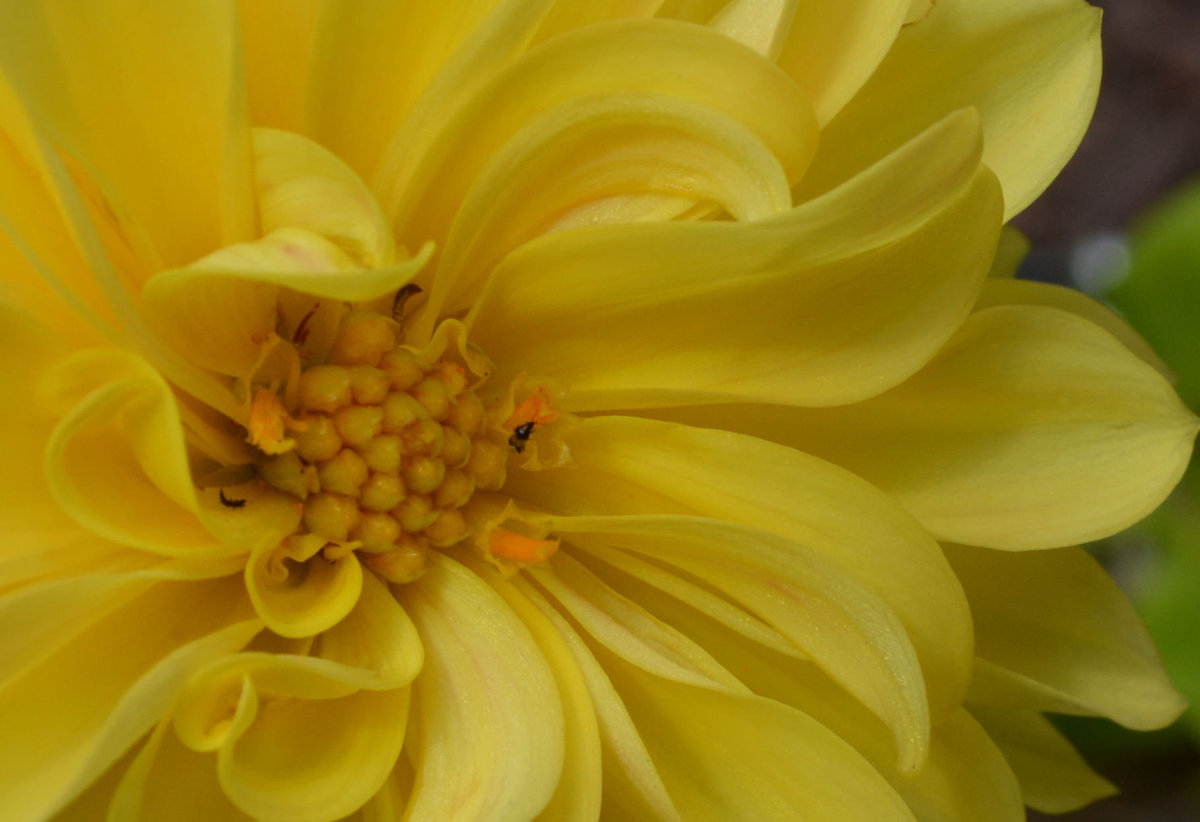 The completed inflorescence of one of my dahlias from last year.