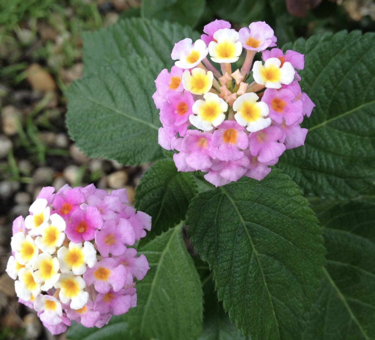 Wild, non-native, and highly invasive lantana popped up in my cousin’s yard in central Florida (Zone 9a). She sent me this photo with the question, “This came up in my yard. It’s pretty, but what is it?” (She’s a chemist, not a gardener.)