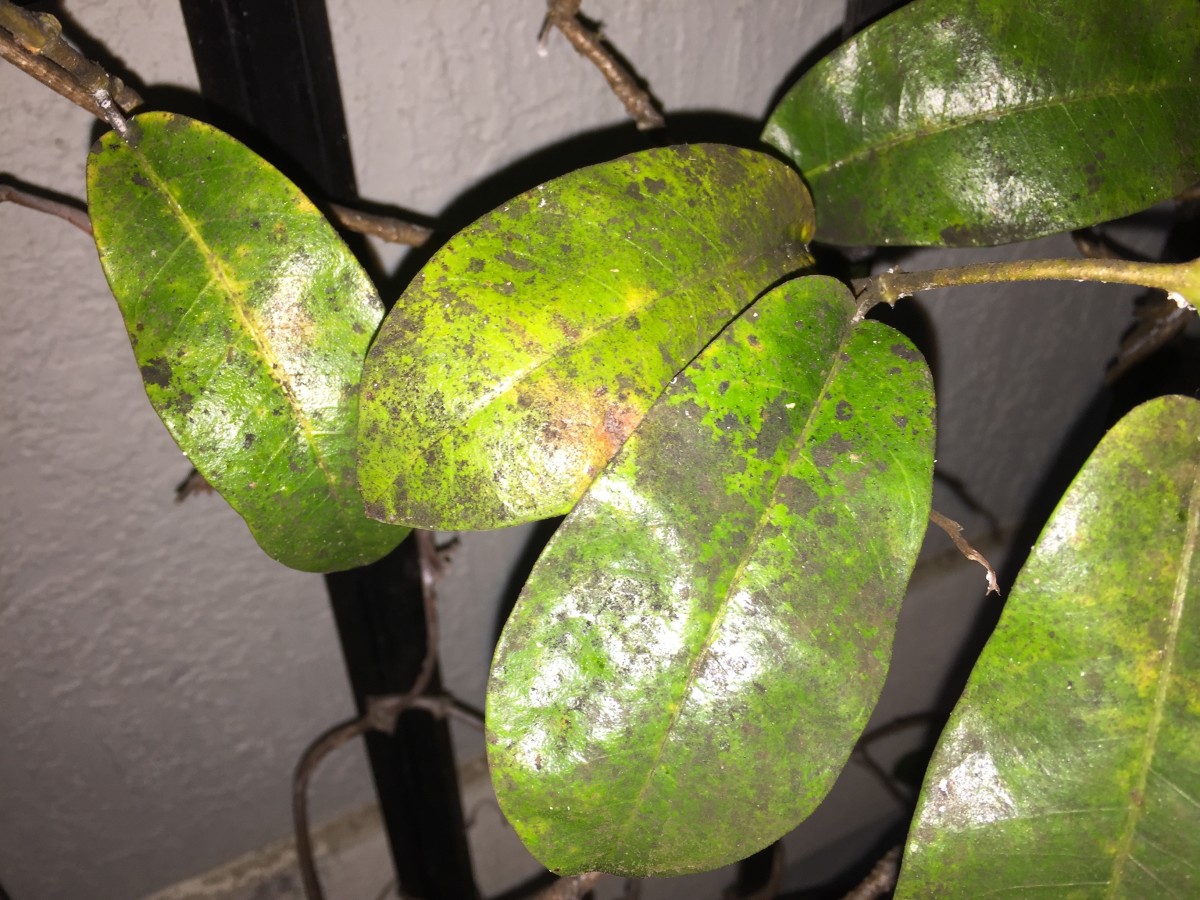 Sooty mold on a trellised mandevilla, causing it to lose many of its leaves.