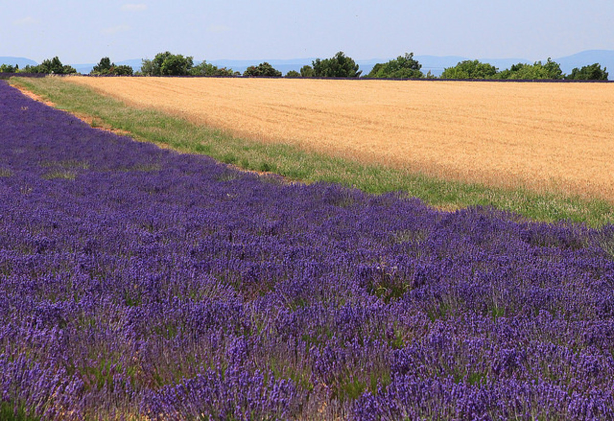Lavender and wheat