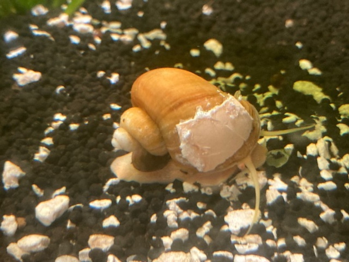 A younger and more wily snail. He kept trying to crawl off the table while I was doing his repair. 
