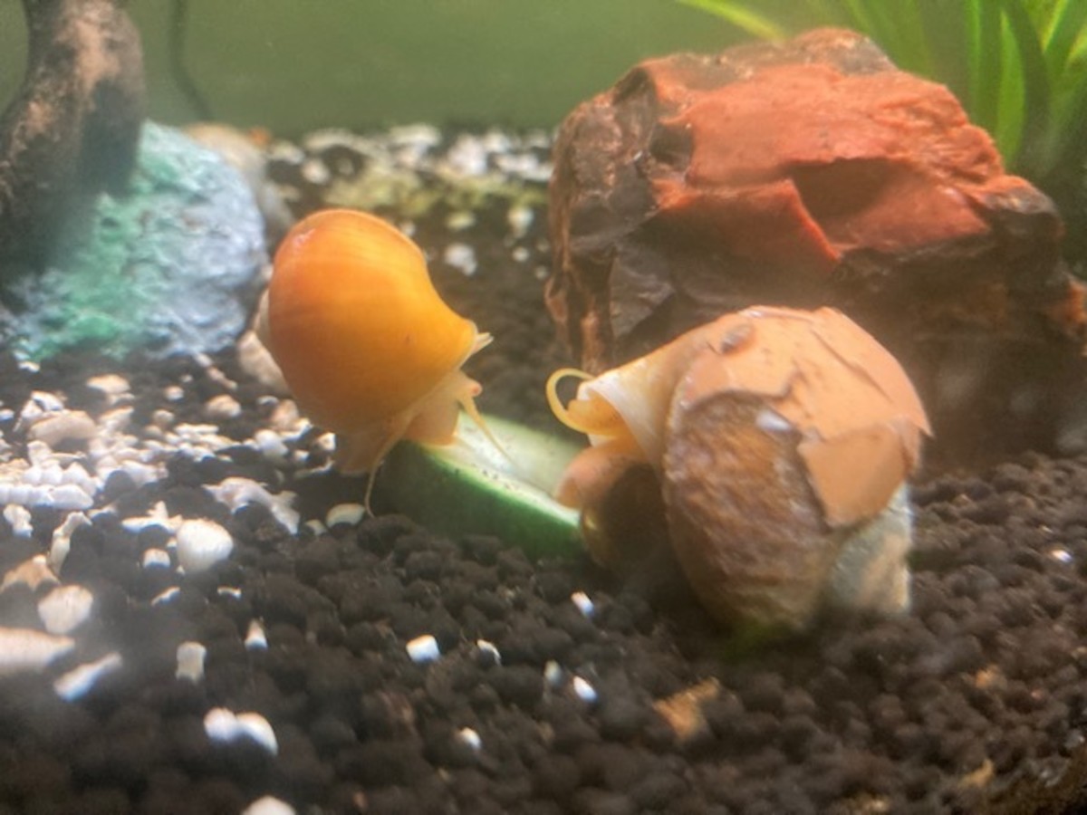 Old Snail didn't have a lot of 'pep in his glide' but I did catch him nibbling a cucumber.