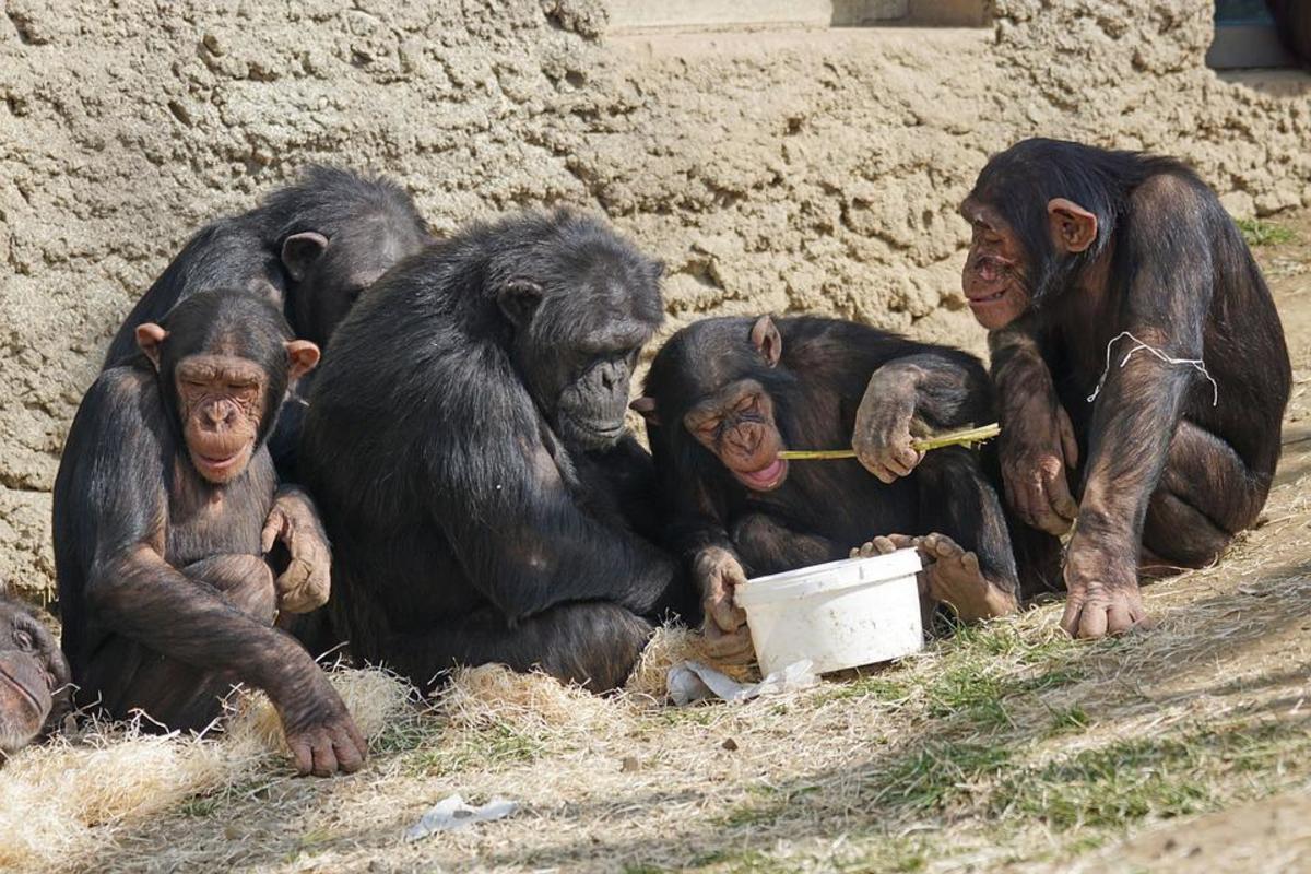 Chimpanzees feeding at a zoo.