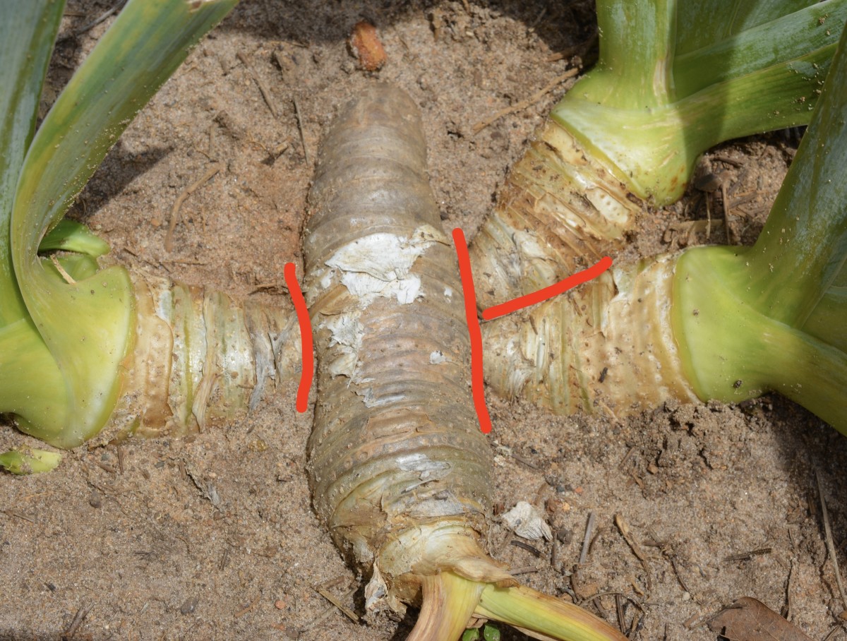 The red lines show where to make the cuts for dividing overgrown or crowded irises. The two on the right should break apart after being cut from the mother plant.