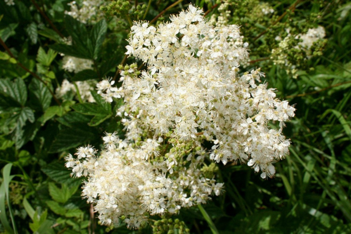 Meadowsweet is a good choice of herb when suffering the symptoms of trapped wind, ulcers, reflux, mild diarrhoea and gastritis. 