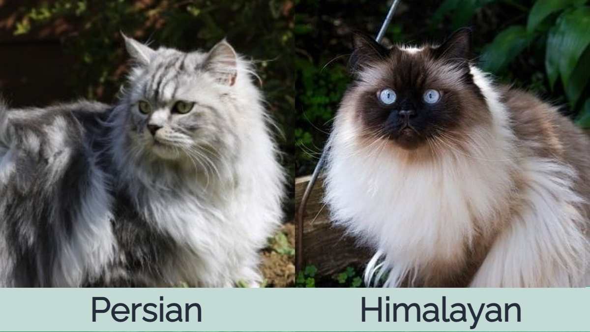 most-expensive-cat-breed-for-your-budget