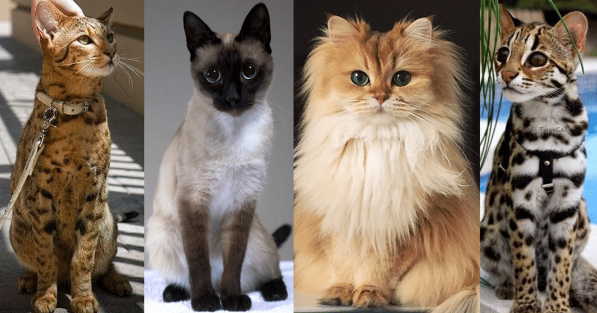 most-expensive-cat-breed-for-your-budget