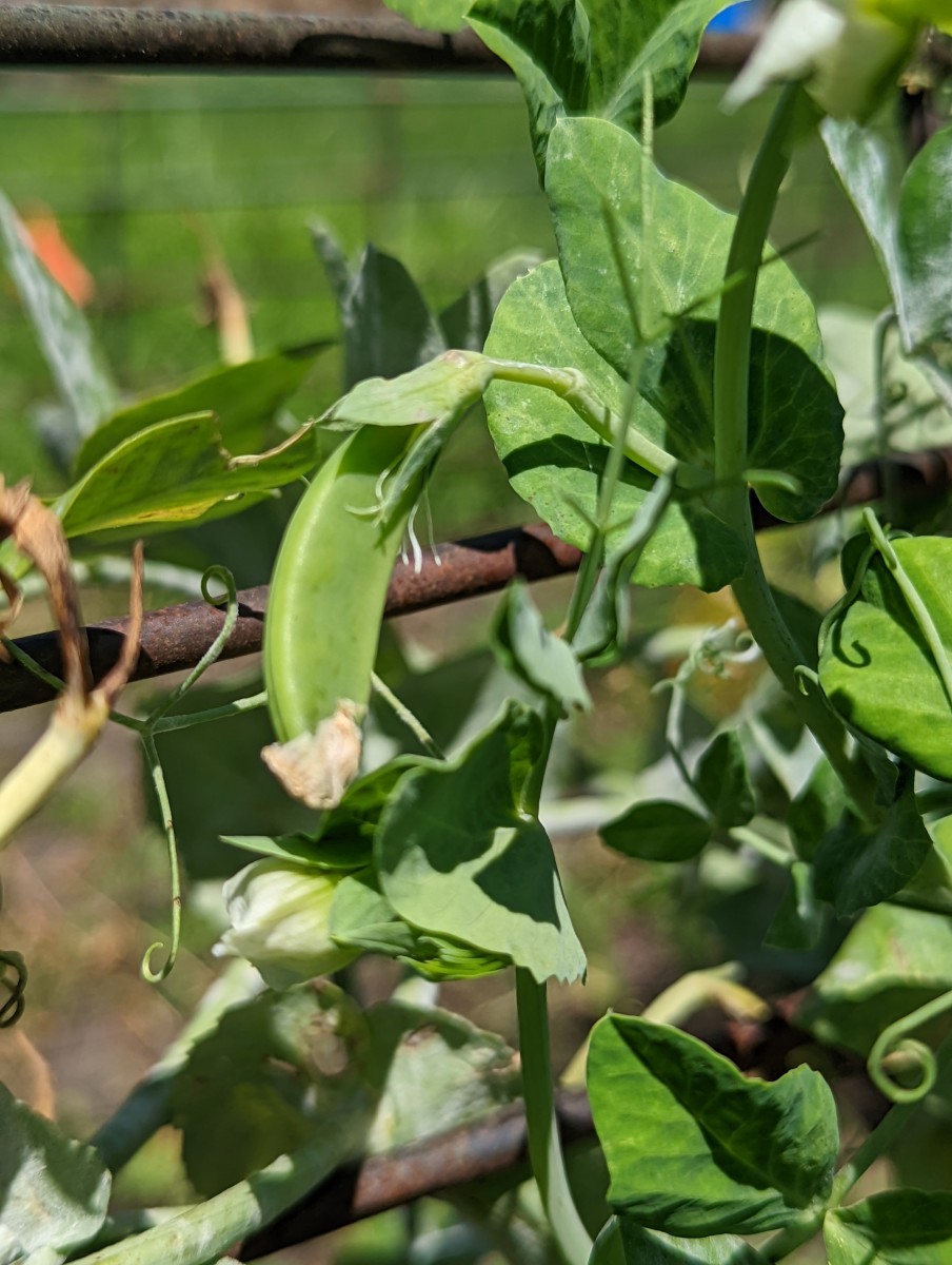 Pea Pods - and Where They Come From
