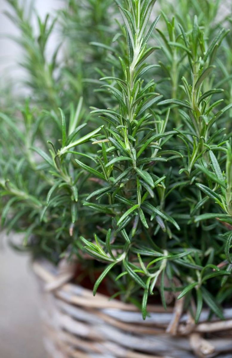 Rosemary, you can even grow it at home! 