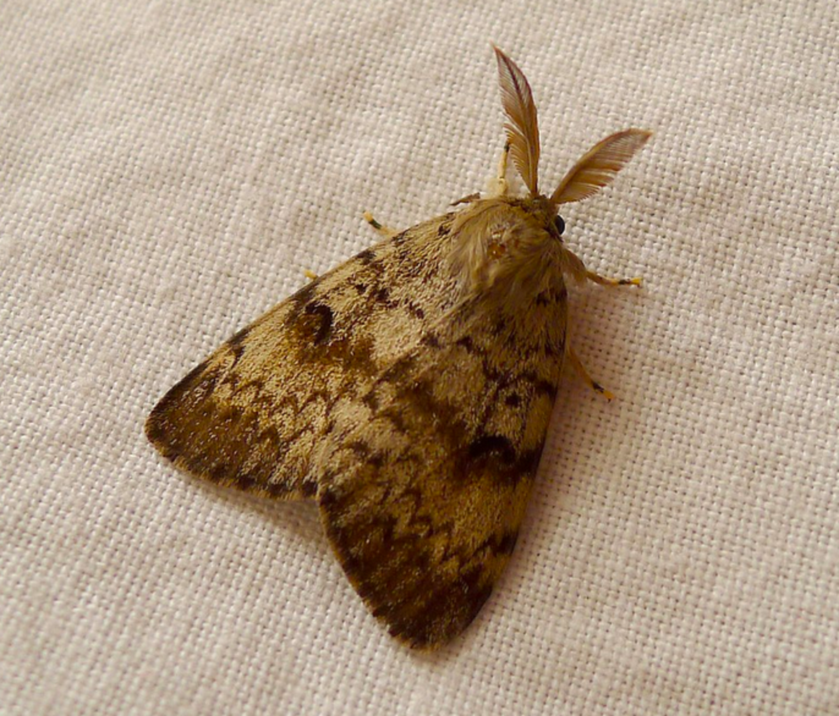 Male spongy moth