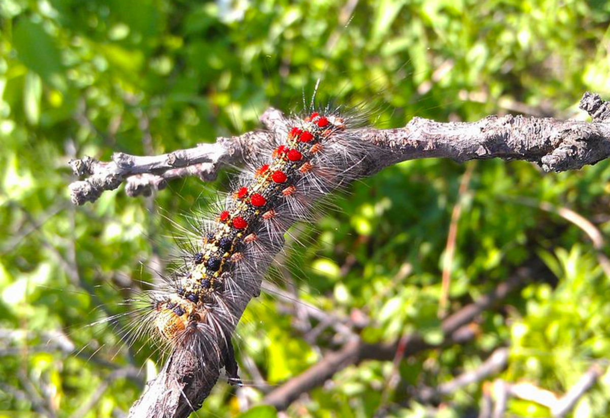 Spongy moth caterpillar, formerly known as the Gyspy moth