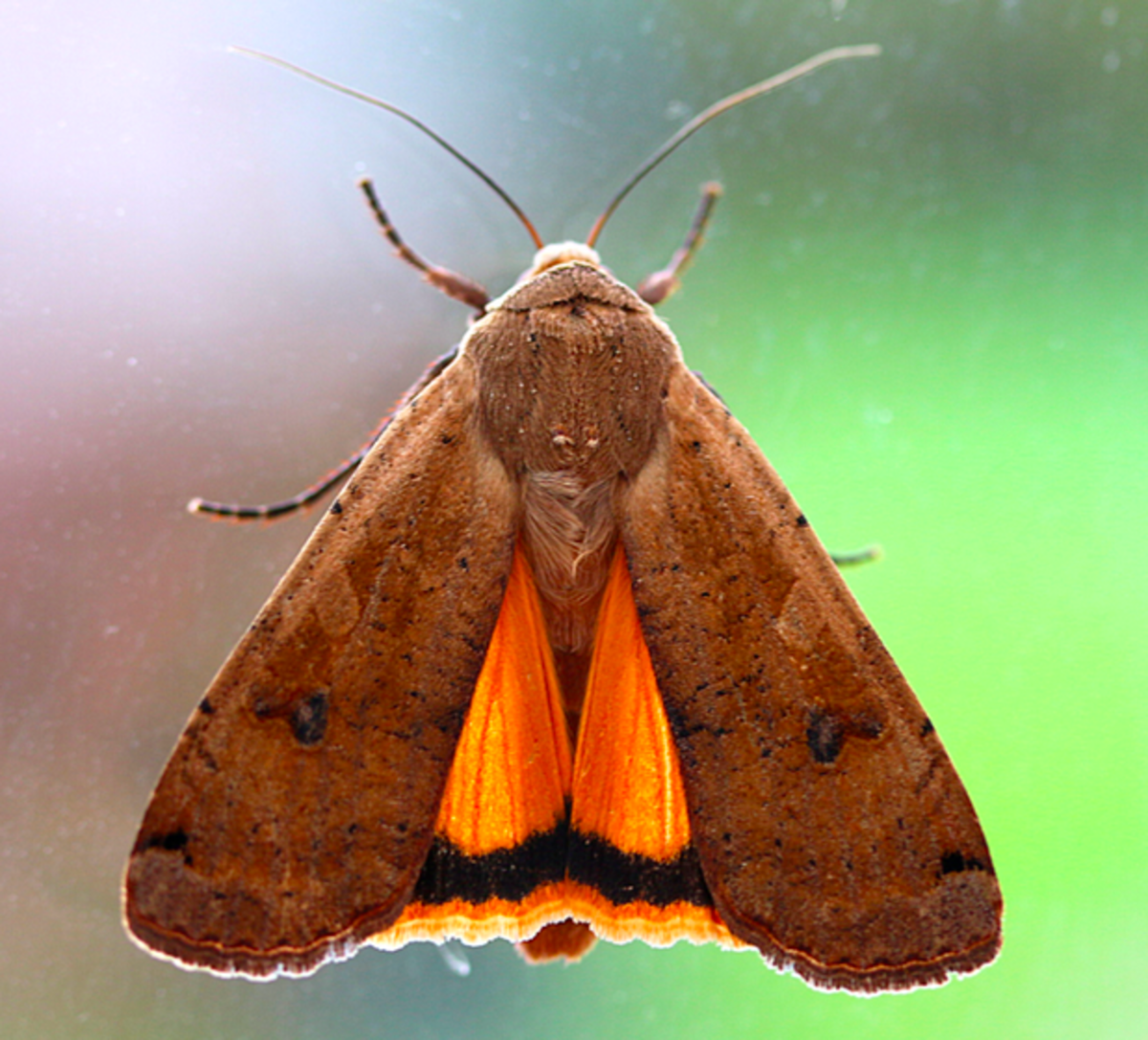 Adult large yellow underwing moth