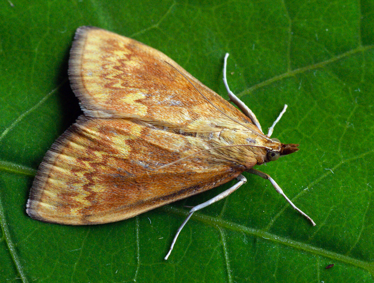 Adult European corn borer moth