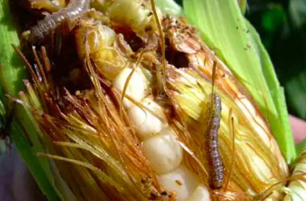 Damage caused by the European corn borer