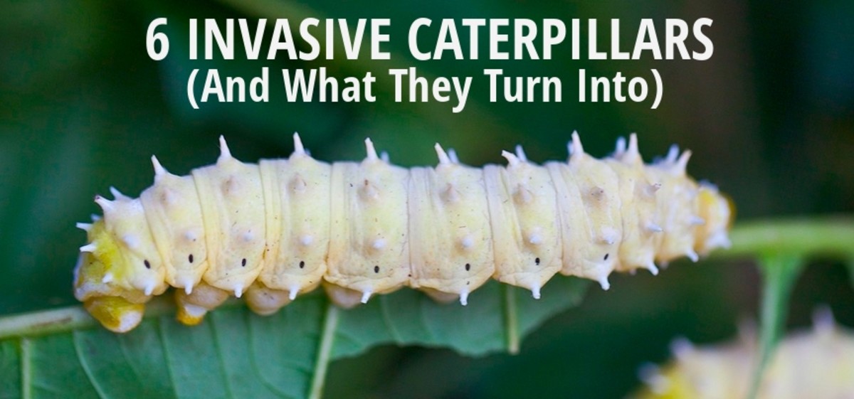 6-invasive-caterpillars-and-what-they-become