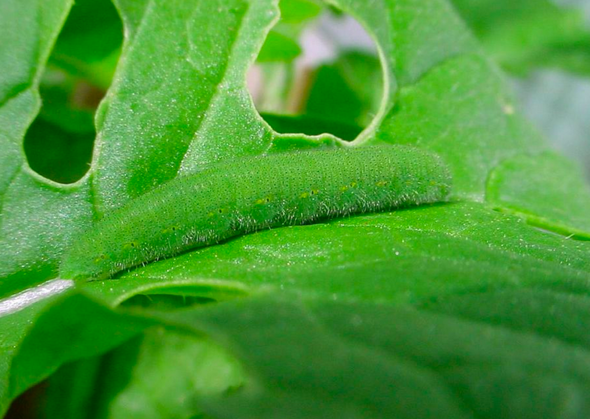 The caterpillar of the invasive cabbage white is very well camouflaged on its food plant.