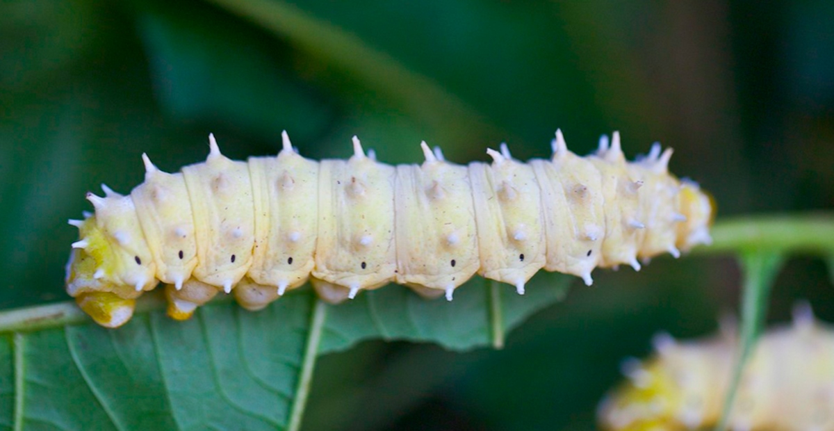 The huge caterpillar of the cynthia moth is often found feeding on ailanthus trees.