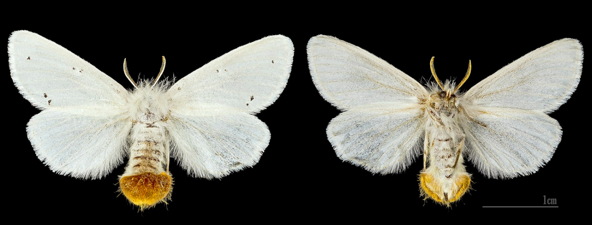 The female brown-tail moth