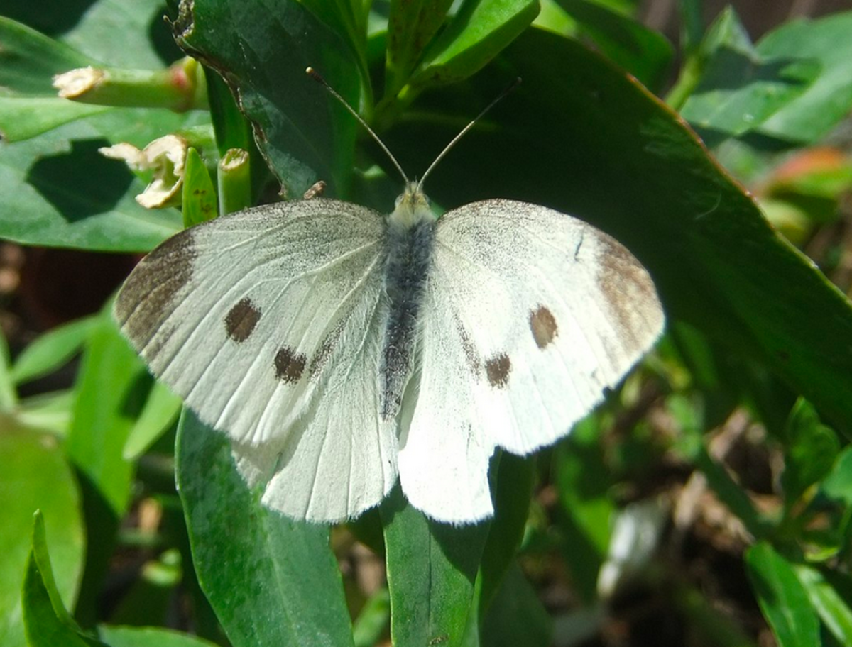 The invasive cabbage white buttterfly