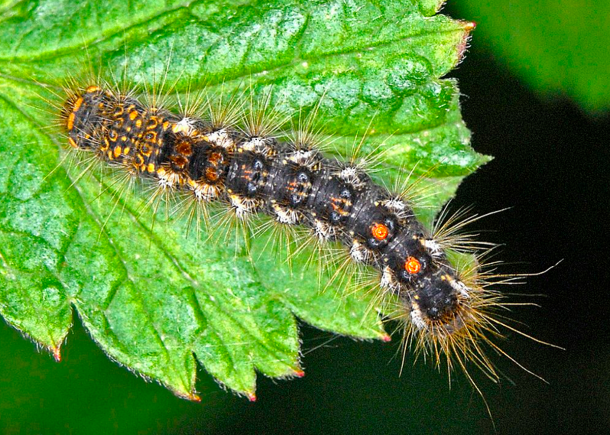 The caterpillar of the brown-tail moth