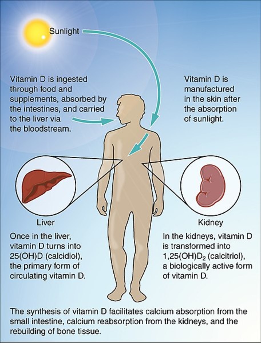 Synthesis of Vitamin D in the Body