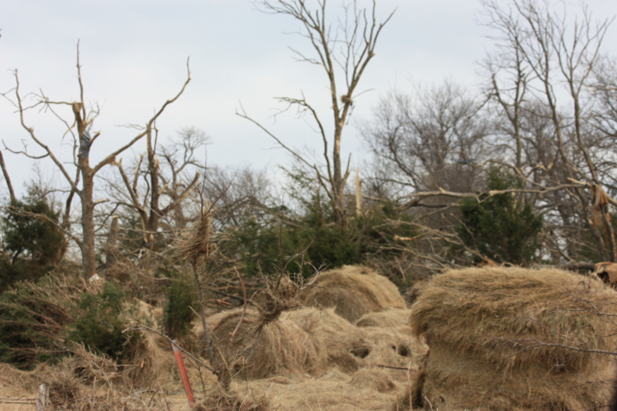 Hay bales and stripped trees after tornado.
