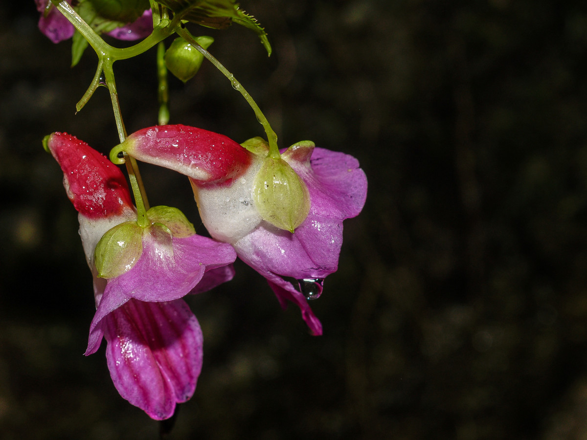 The parrot flower is a species of balsam found in Southeast Asia.