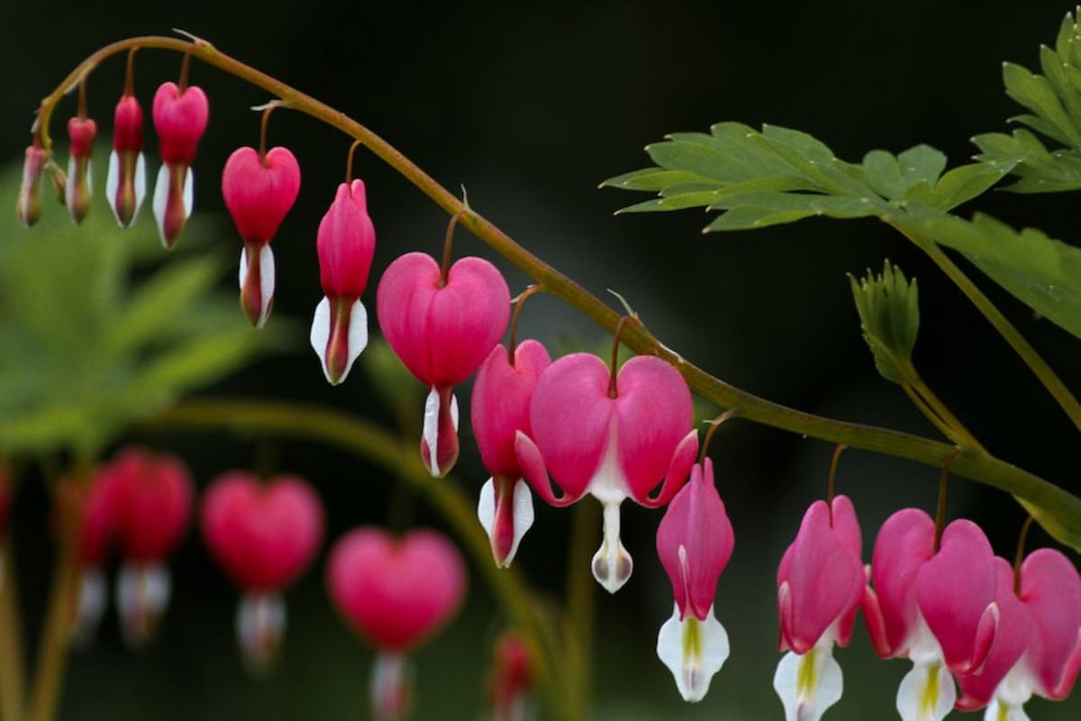 Bleeding heart has lovely heart-shaped flowers.