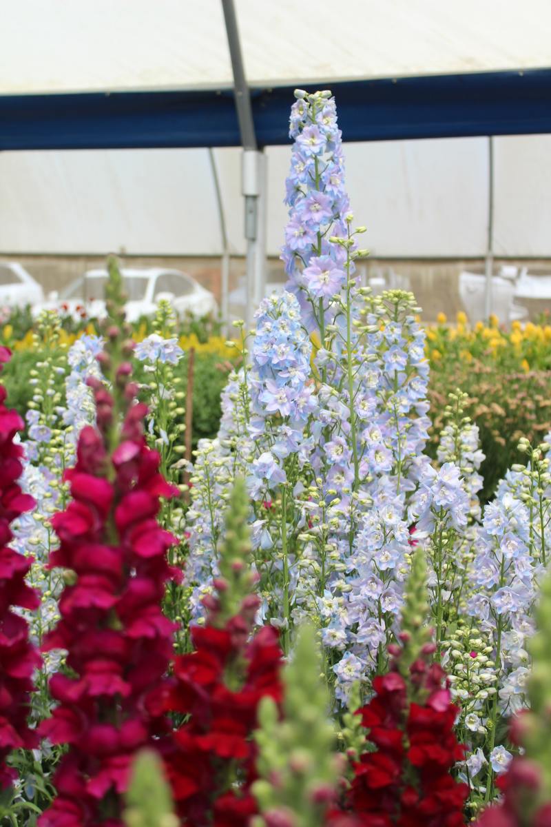 Delphinium is a genus of flowering plants. Depending on the species, they come in varieties of colors.