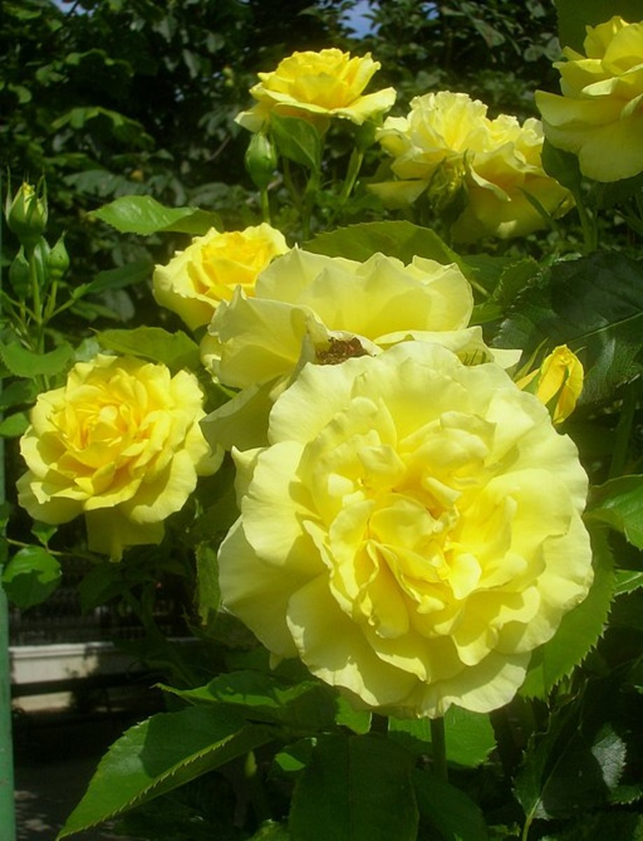 Sunsprite Floribunda Rose