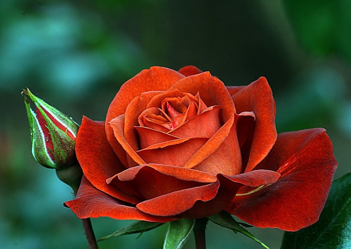 Hot Chocolate Floribunda Rose