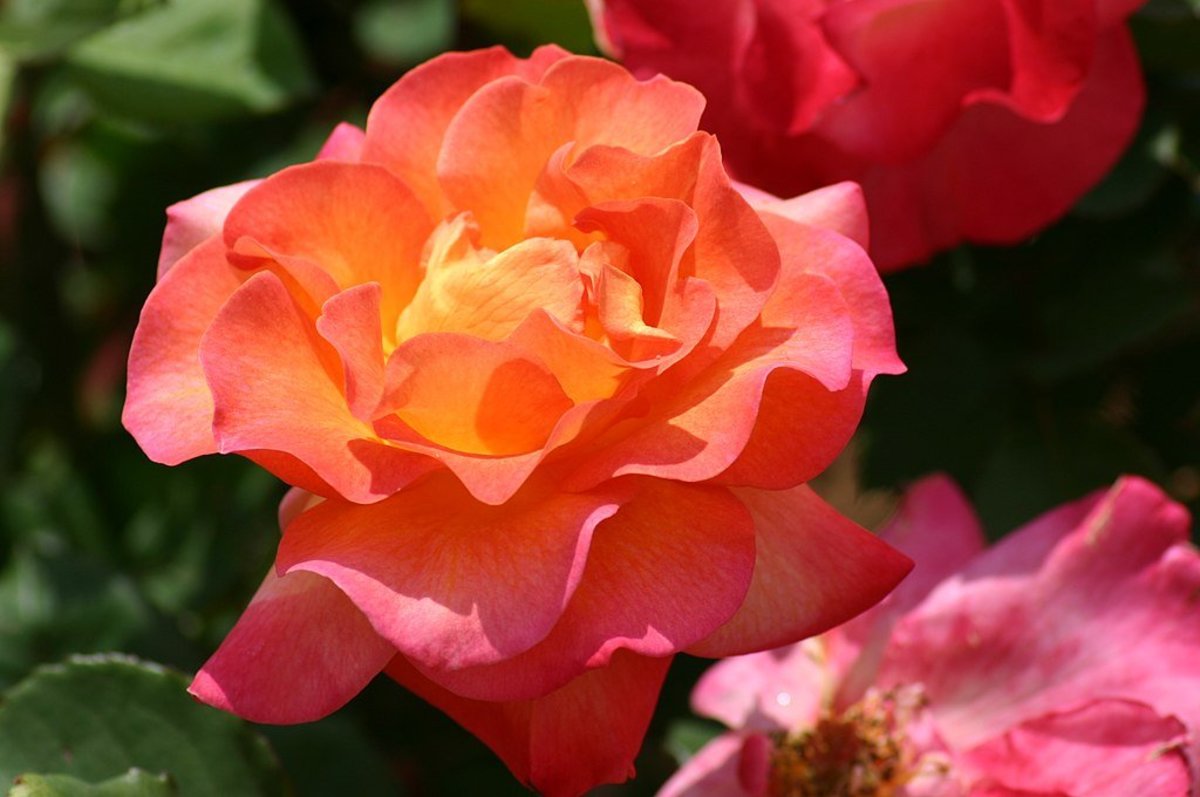6 Floribunda Roses for Your Garden
