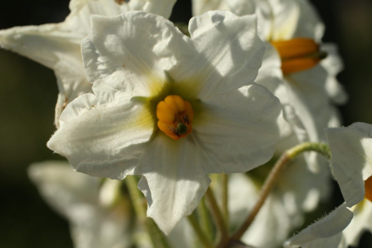 A Complete Guide to Determinate and Indeterminate Potatoes Dengarden