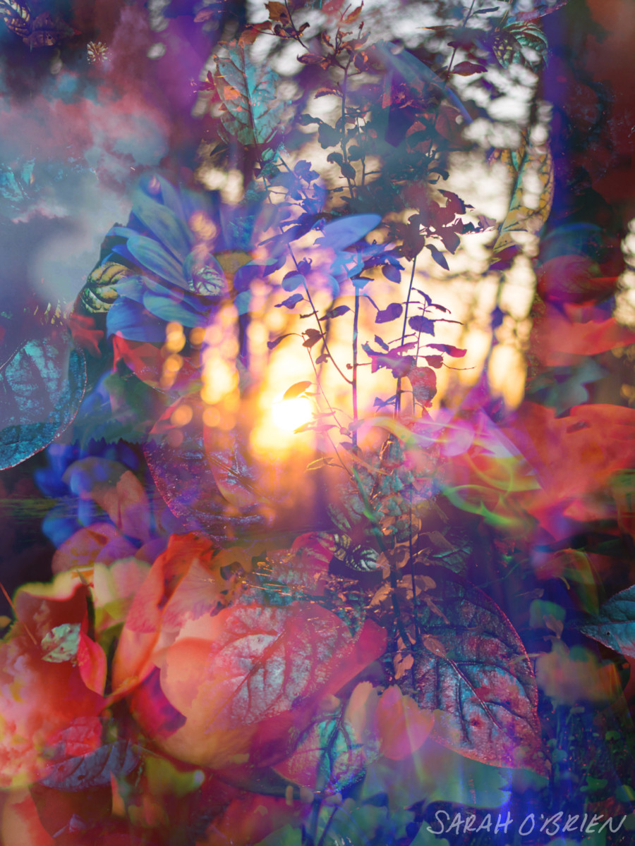 Digital art by Sarah O’Brien depicting sunlight and nature. 