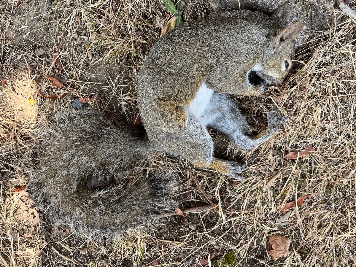  A grey version of the eastern grey squirrel that had unfortunately recently died