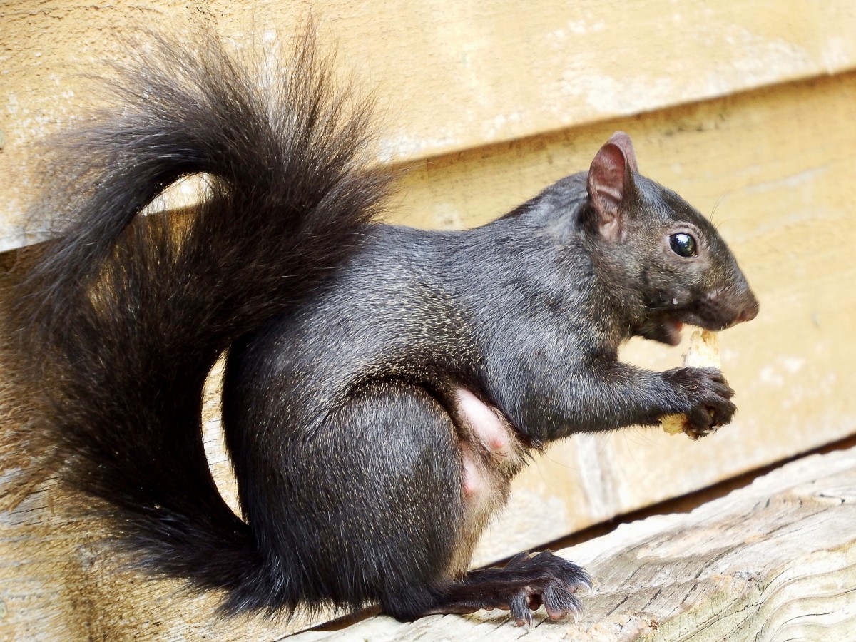 Eastern Grey Squirrel Facts, Concerns, and Observations