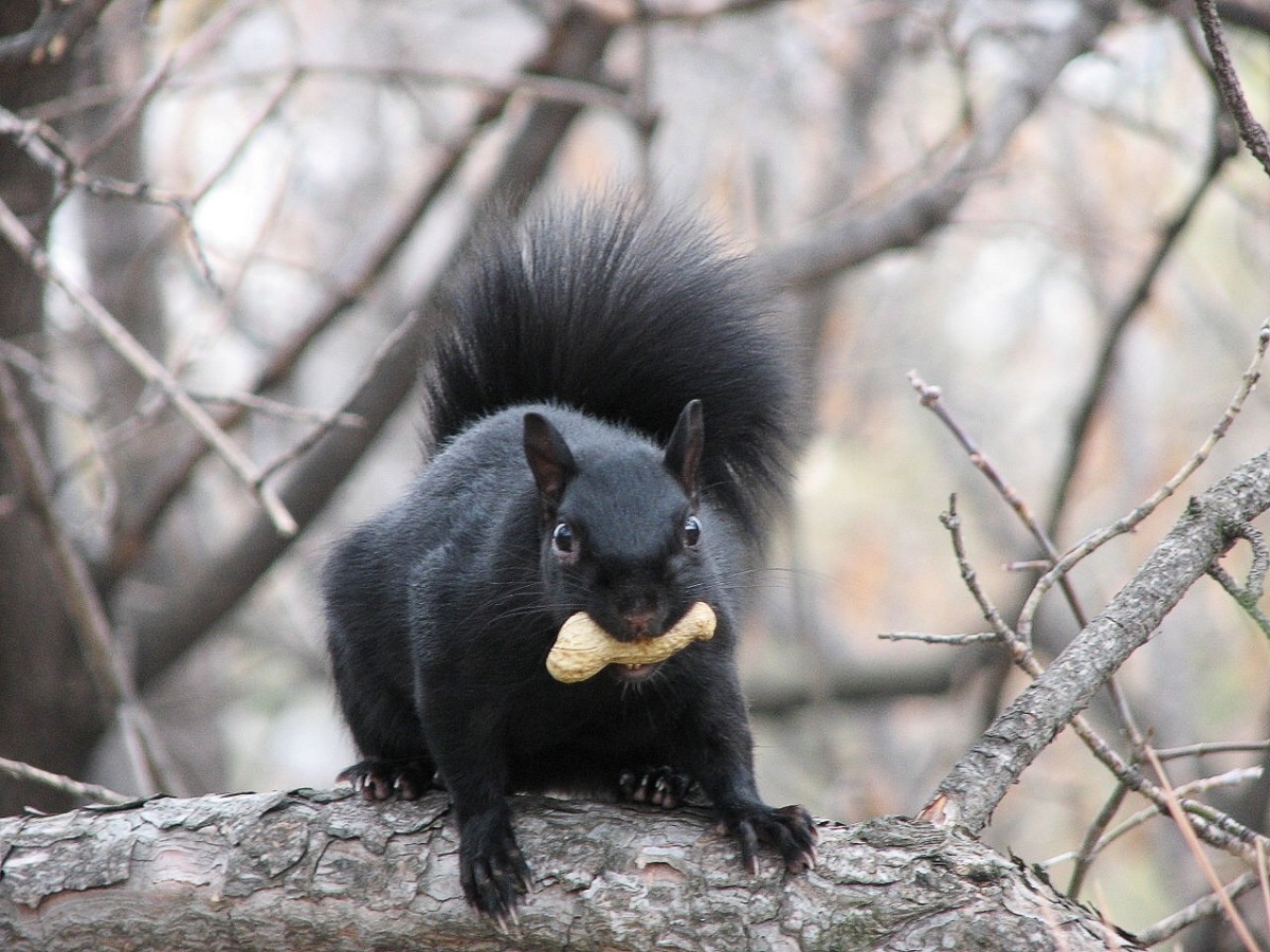 A black version of the squirrel carrying what appears to be a peanut