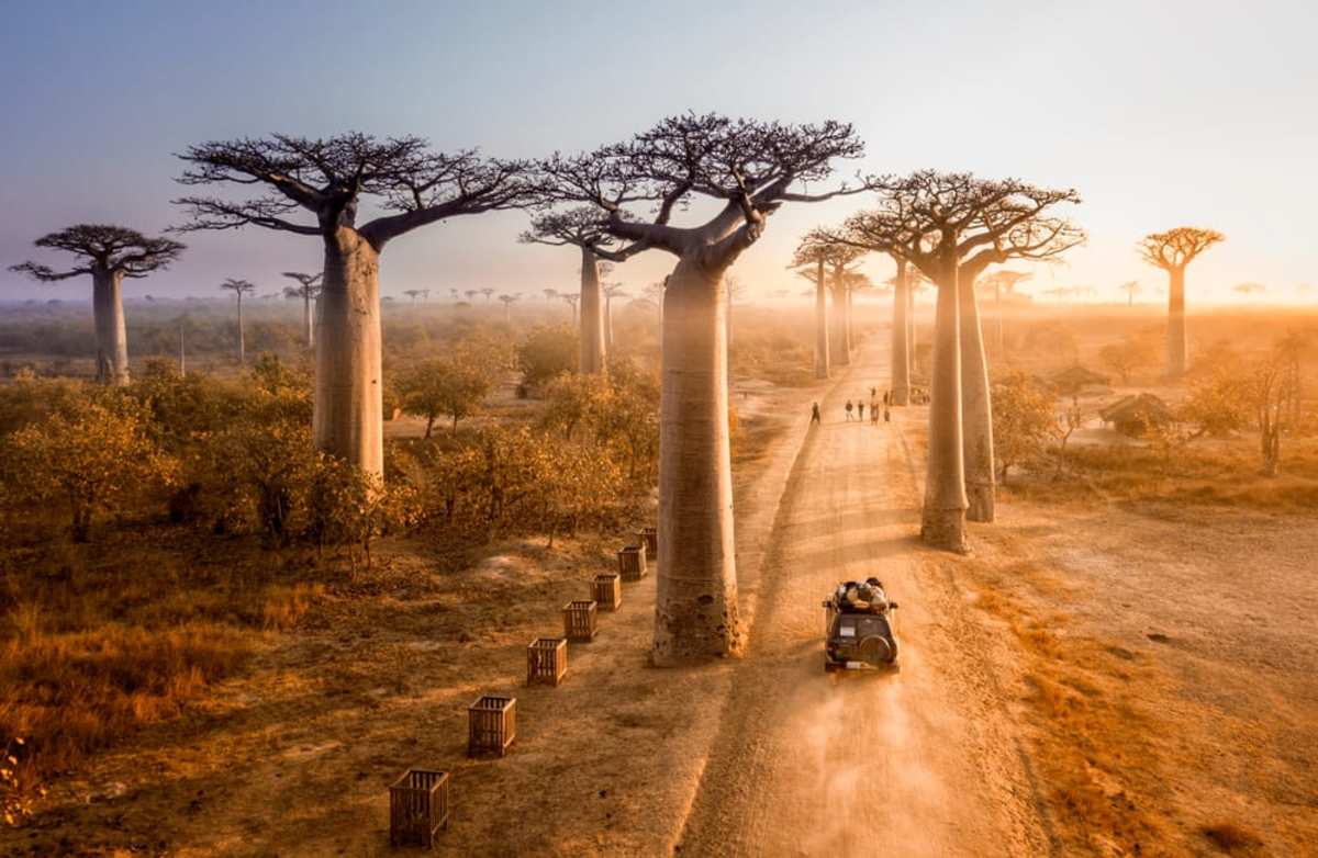 Baobab trees lining the dirt road in Madagascar