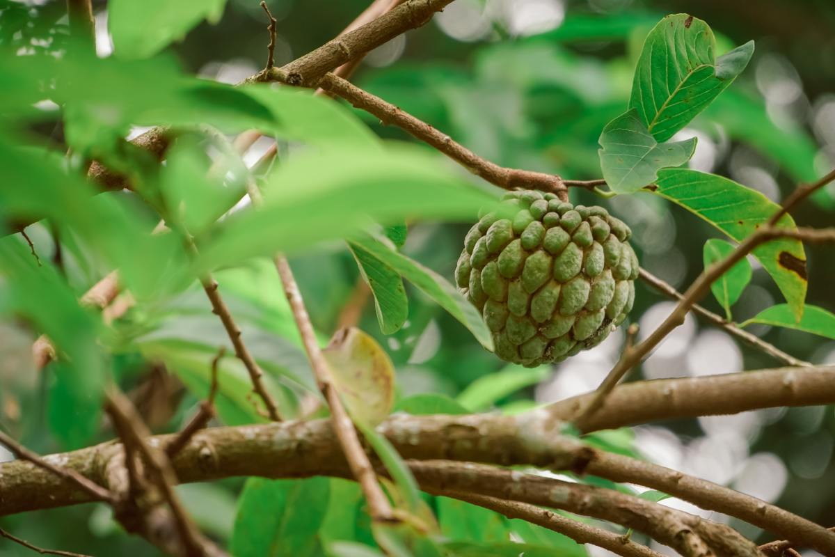This Will Happen to Your Body If You Eat Custard Apple Every Day