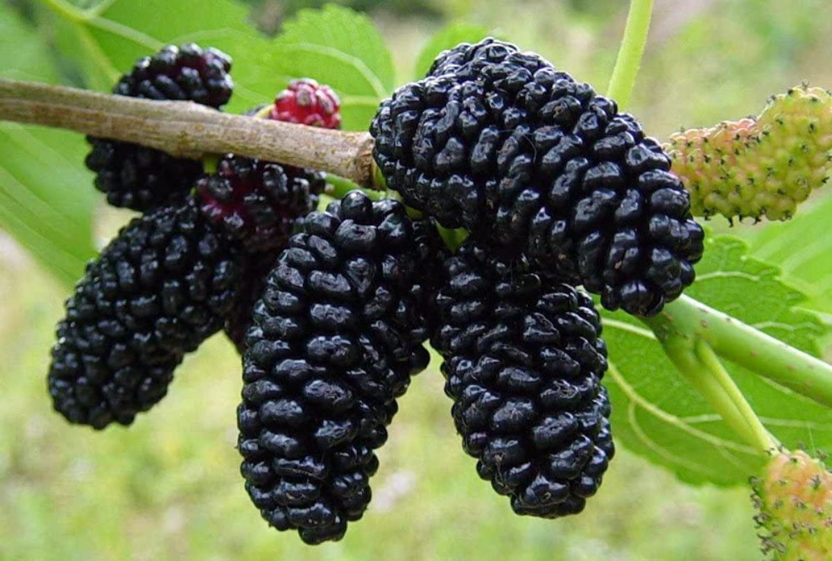 Mulberry-licious!