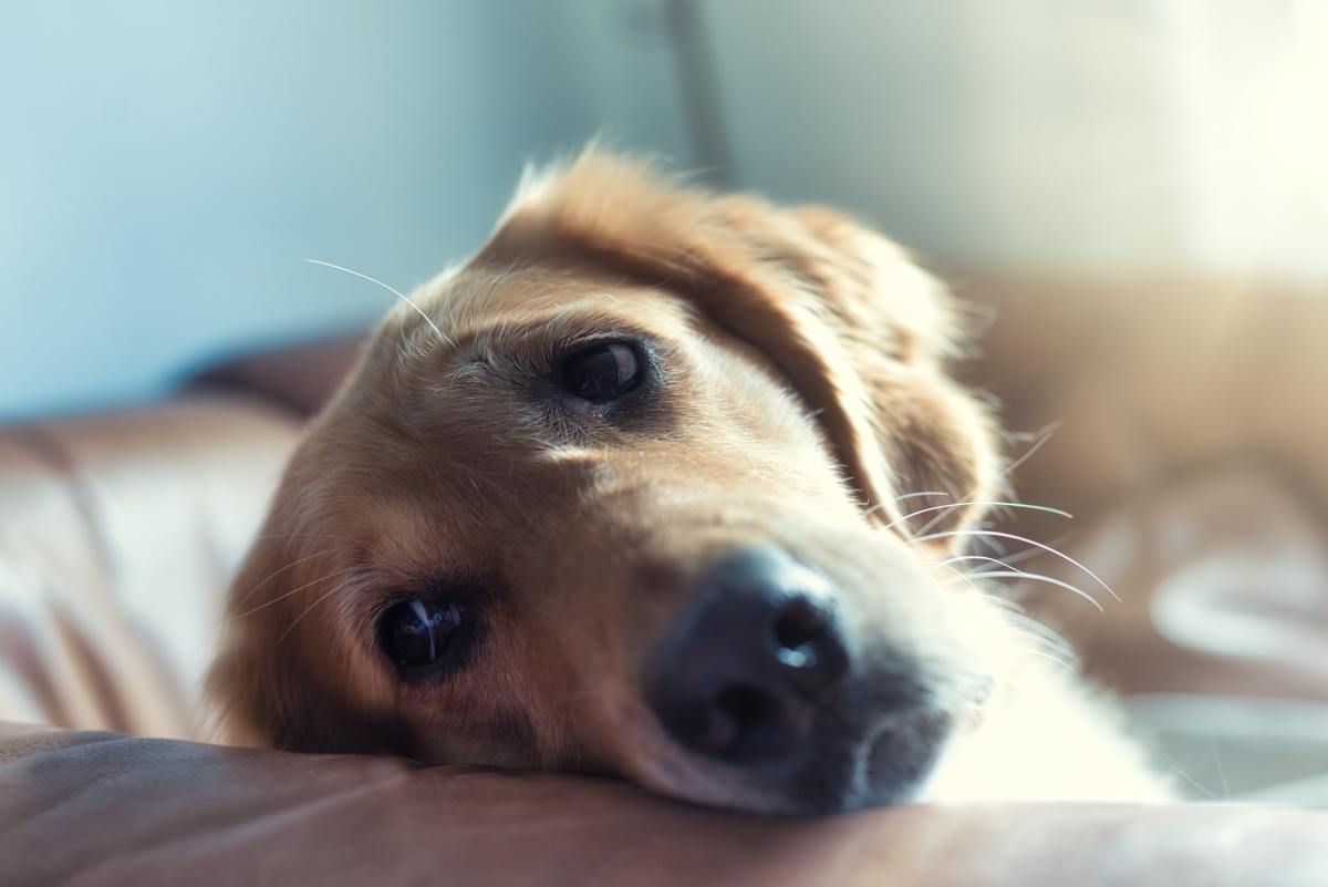 How to Cope With Losing a Pet: The Day My Dog Died