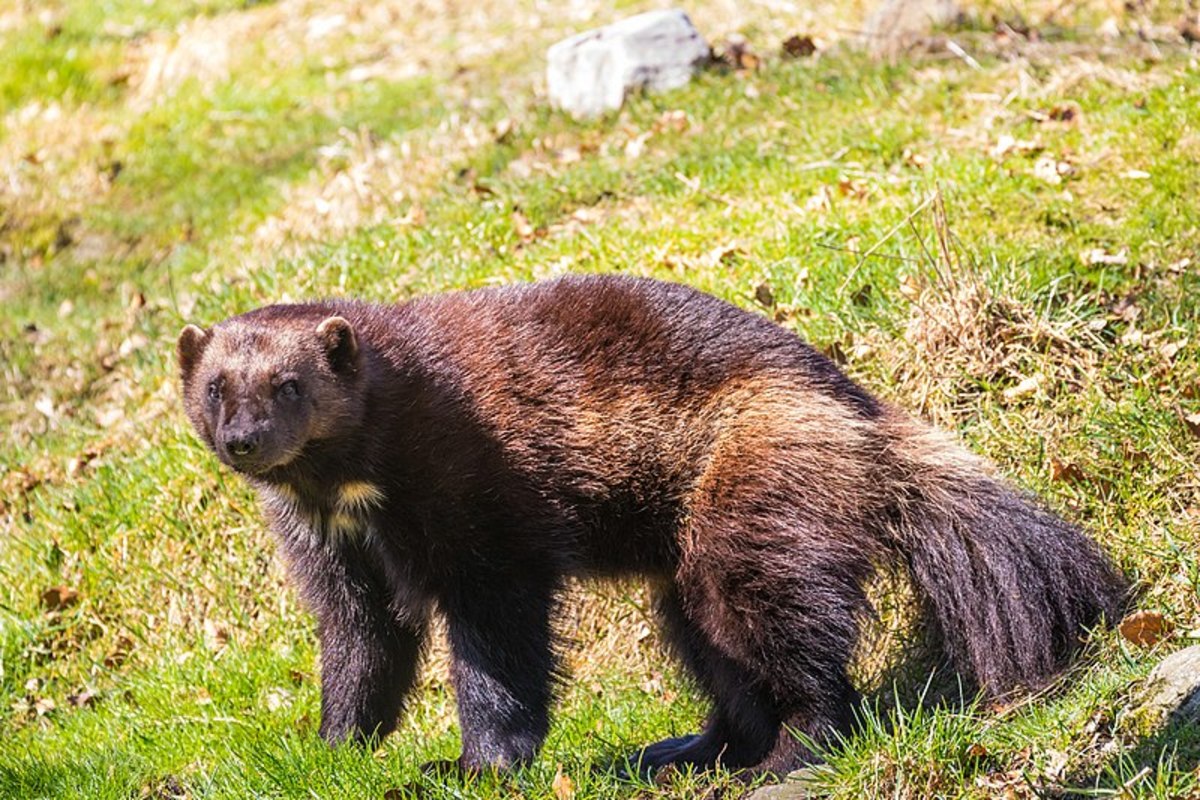 Wolverine, the Powerful Carnivore of the Weasel Family - HubPages