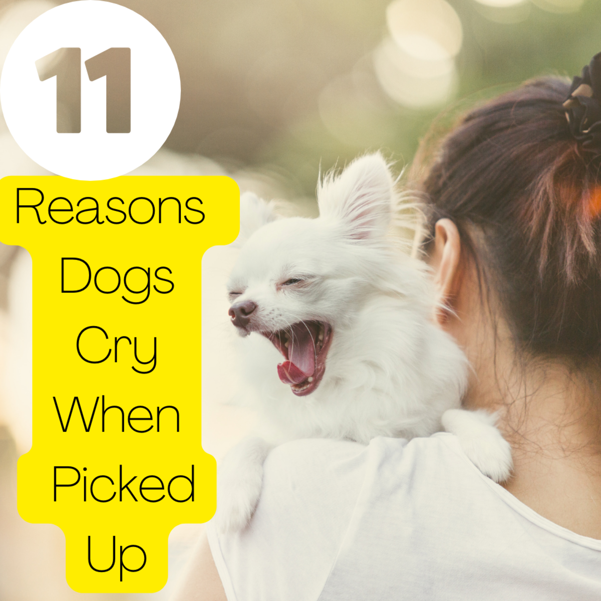 Does your dog cry when picked up?
