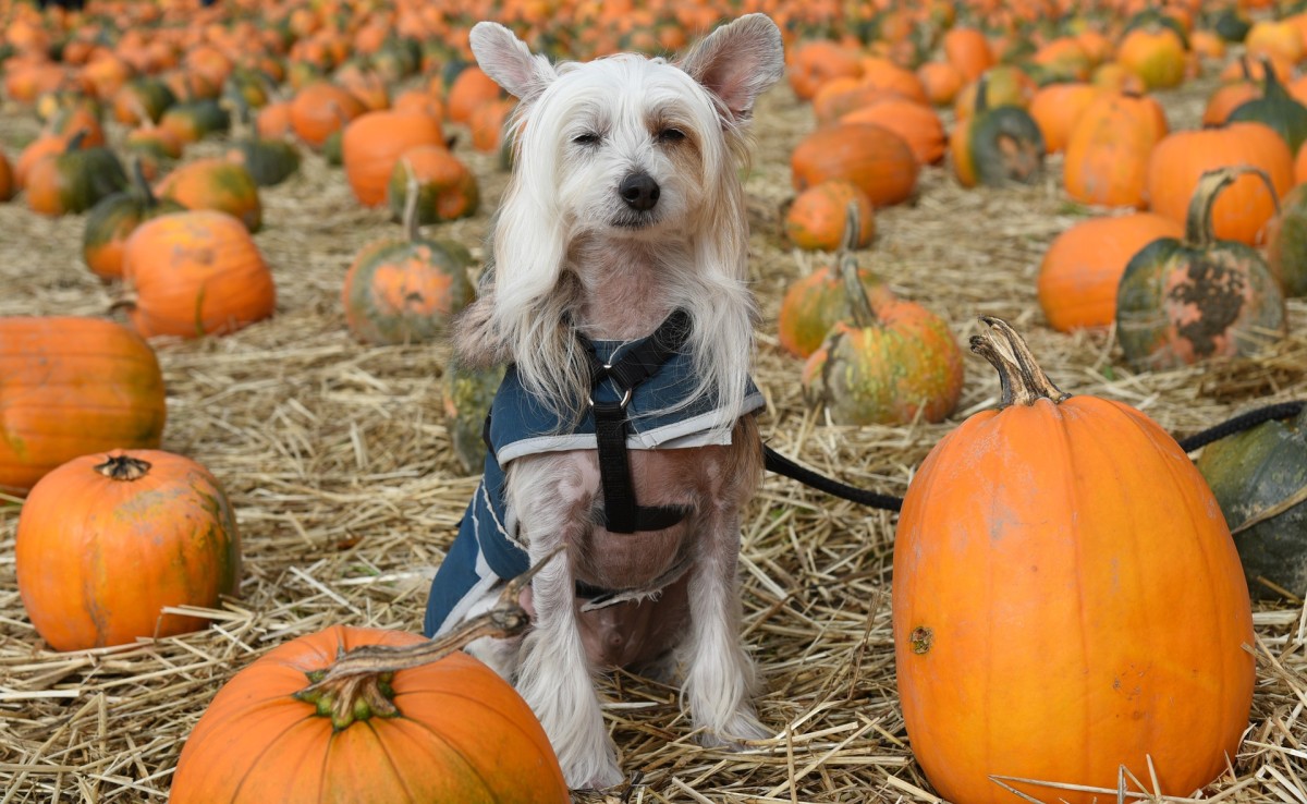 115+ Spooky Halloween Names for Dogs and Cats - PetHelpful
