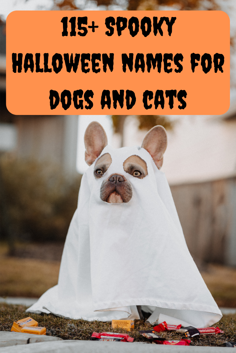 spooky-halloween-names-for-dogs-and-cats