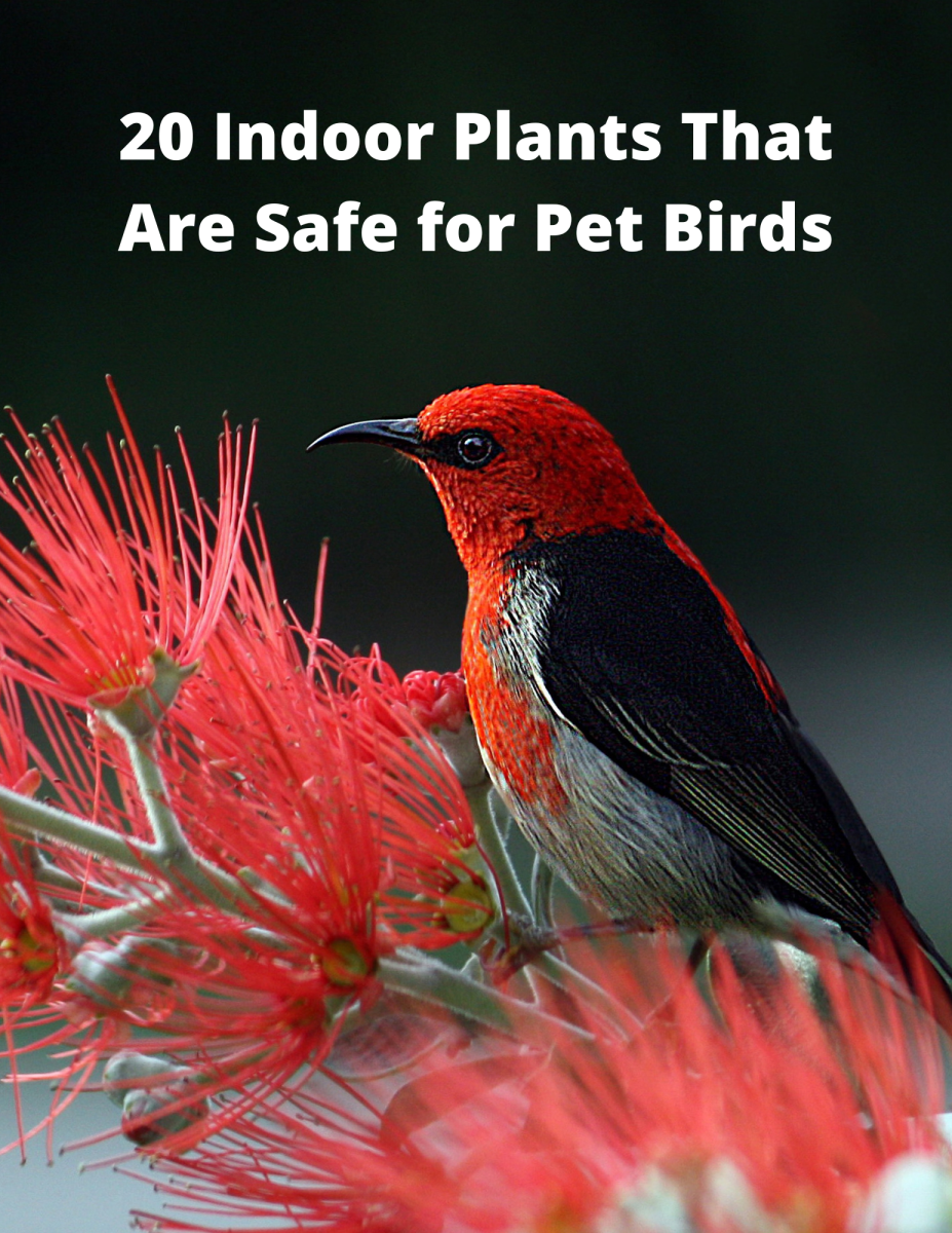 20 Indoor Plants That Are Safe for Pet Birds - Dengarden