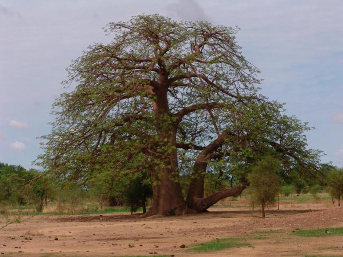 Baobab Tree - Adansonia digitata