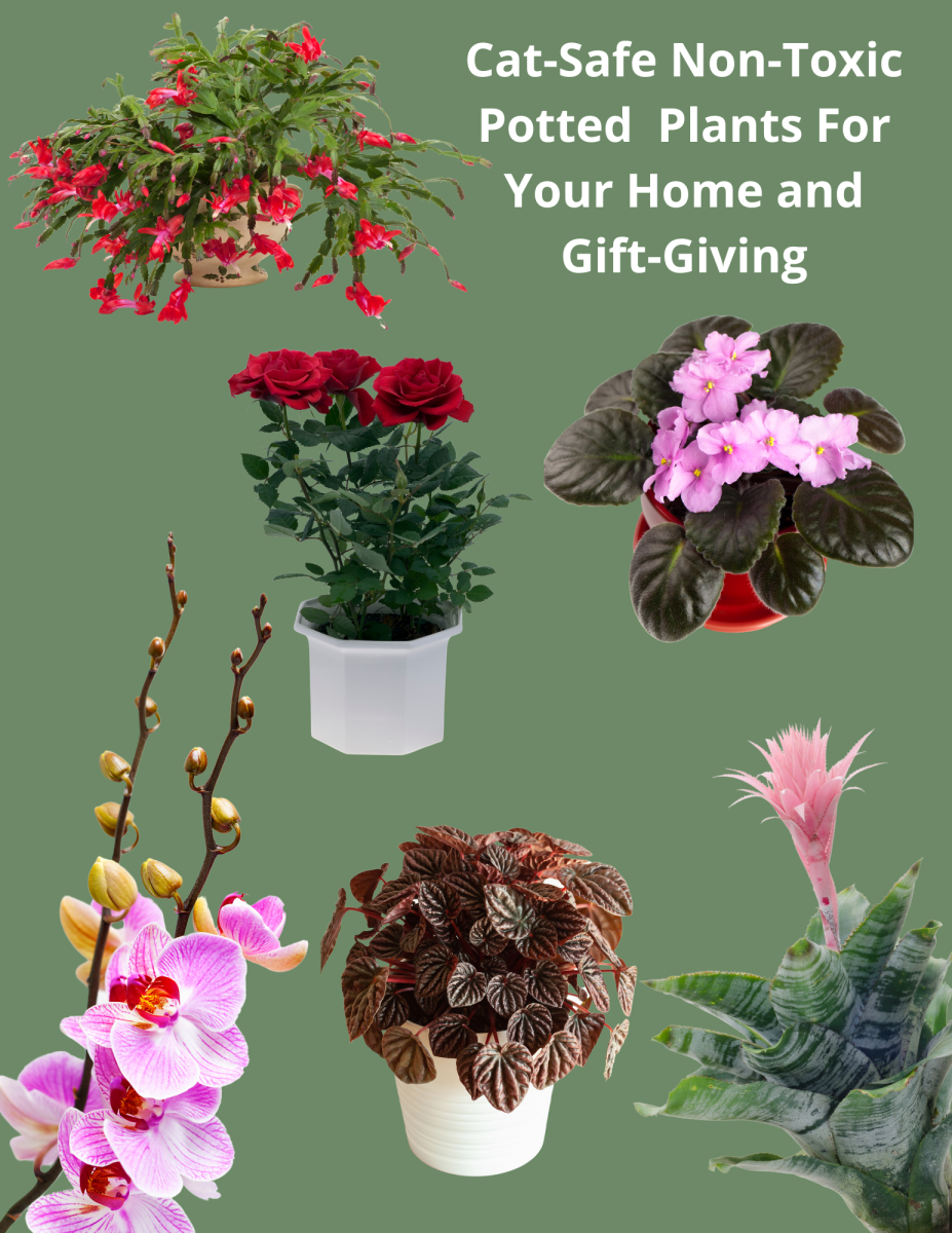 nontoxic-house-plants-that-are-safe-for-your-cat