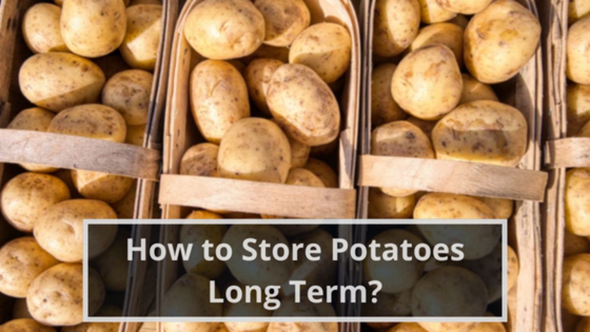 How to Store Potatoes Long Term?