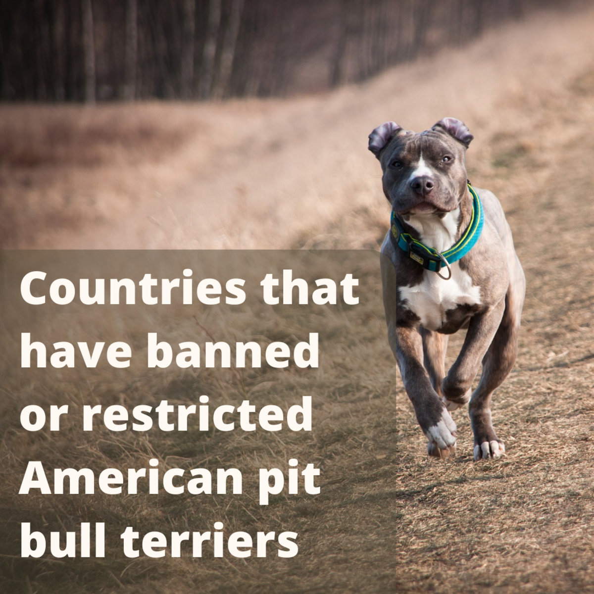 are american pit bull terrier banned in australia